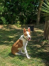 Cucciolo mix border collie / cirneco
