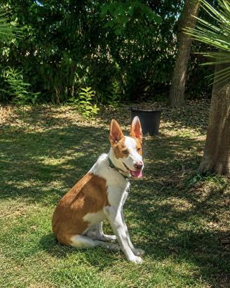 Cucciolo mix border collie / cirneco