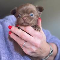 Cucciolo chihuahua pelo lungo