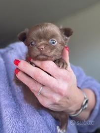 Cucciolo chihuahua pelo lungo