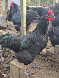 Australorp galletti
