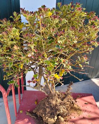 Ruscus Aculeantus (pungitopo).