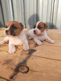 Cuccioli Jack Russell