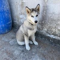 Husky siberian