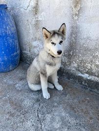 Husky siberian