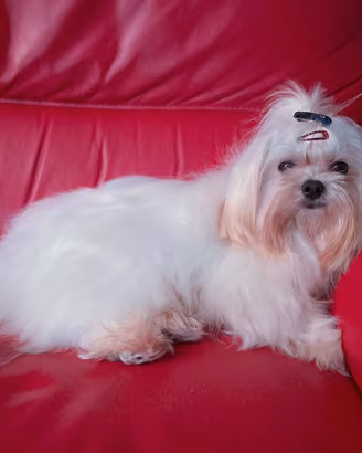 Maltese Pedigree ENCI per accoppiamento