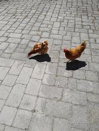 Due galline