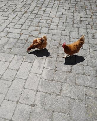 Due galline
