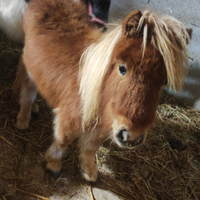 Puledre mini pony di 14 mesi