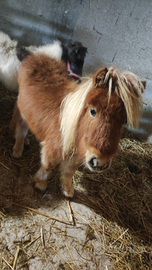 Puledre mini pony di 14 mesi