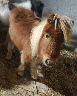 Puledre mini pony di 14 mesi