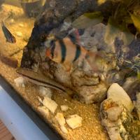 Pesci da acquario