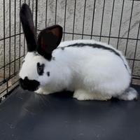 ?conigli gigante pezzato "papillon" super