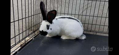 ?conigli gigante pezzato "papillon" super