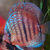 Discus