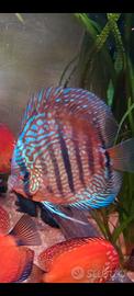 Discus