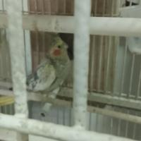 Coppia riproduttiva calopsite