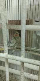 Coppia riproduttiva calopsite