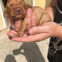 Cuccioli di cocker spaniel fulvi