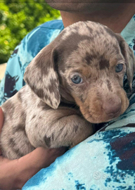 Bassotto nano piccolo arlecchino cioccolato maschi