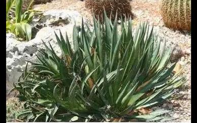 Piante grasse siciliane Agave filifera