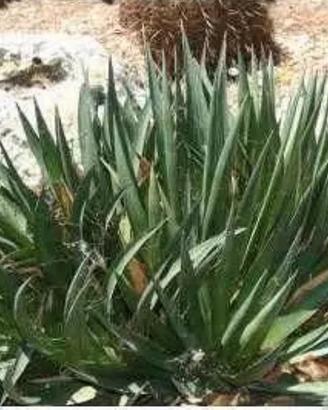 Piante grasse siciliane Agave filifera