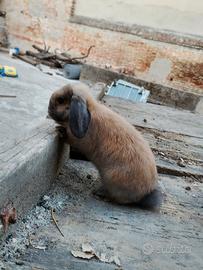 Splendido Coniglio Ariete Nano (Mini Lop) Madagasc
