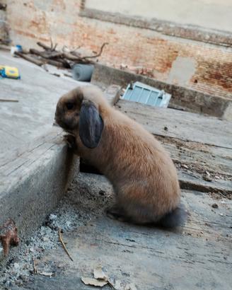 Splendido Coniglio Ariete Nano (Mini Lop) Madagasc