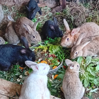 2 Coniglie femmine 25