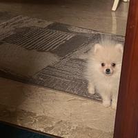 Spitz di pomerania Max 20 cm AD 3 mesi e mezzo