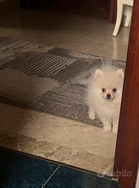 Spitz di pomerania Max 20 cm AD 3 mesi e mezzo