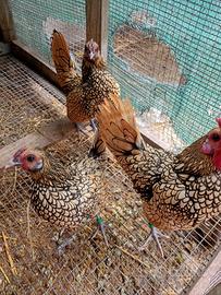Galline sebright