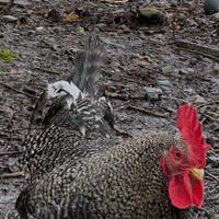 Gallo più galline