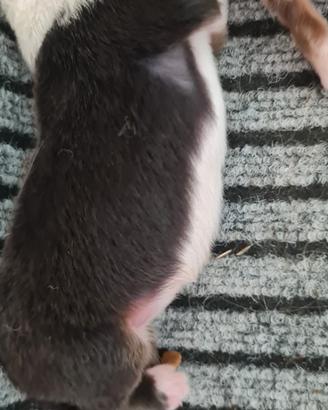 cuccioli pastore australiano