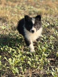 Border collie