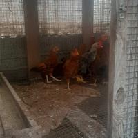 Galline francesine nane