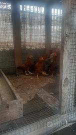 Galline francesine nane