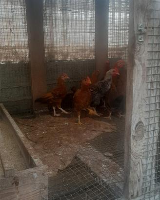 Galline francesine nane