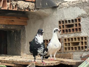 Colombi coppie
