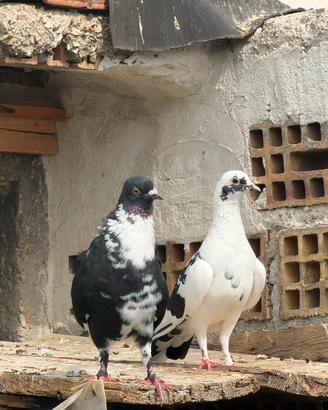 Colombi coppie