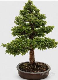 zelkova bonsai, innaffiatoio in rame giapponese