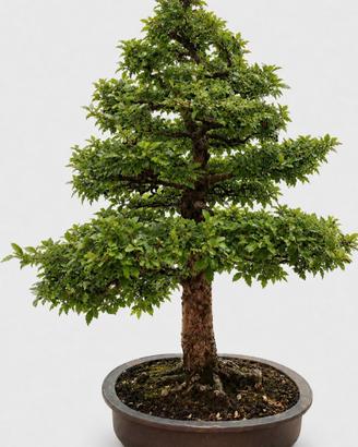 zelkova bonsai, innaffiatoio in rame giapponese