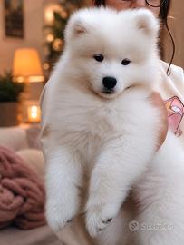 Cucciolo Samoyedo con Pedigree