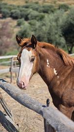 Cavallo