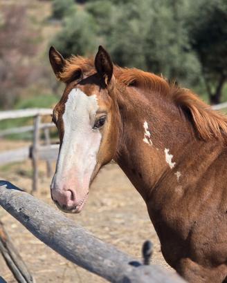 Cavallo