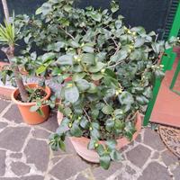 Camelia in vaso di 60 cm