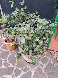 Camelia in vaso di 60 cm