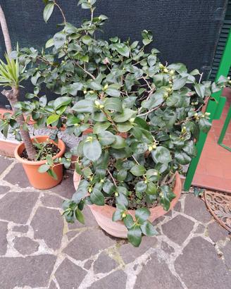Camelia in vaso di 60 cm