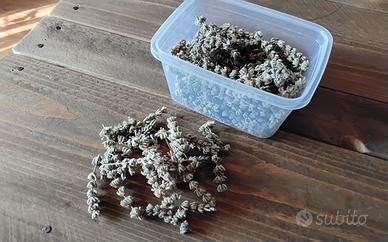 Lavanda cime essiccate bio