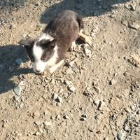 Cuccioli Border collie